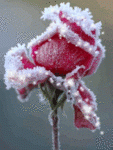 1230145222av11.gif