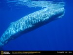 sperm-whale.jpg