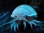 a60_giantisopod.jpg