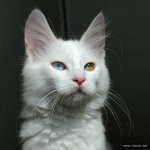 cats_004.jpg