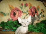 кот.gif