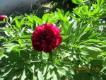 IMG_0376.JPG