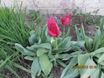 IMG_0334.JPG