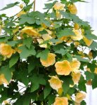 Abutilon.jpg