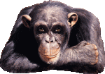 6.gif