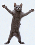 6.gif
