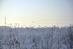 Куропатки в городе.JPG