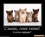 1255631216_831730_slyish-goni-tapki.jpg
