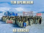 пингвины.jpg