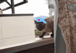 Orly.gif