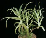 Aloe_arborescens_2.jpg