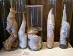 Icelandic-Phallological-Museum-1.jpg