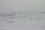 IMG_4348.JPG