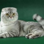 phoca_thumb_m_scottishfold2.jpg