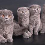 phoca_thumb_m_scottishfold4.jpg