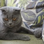 phoca_thumb_m_scottishfold9.jpg