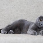 phoca_thumb_m_scottishfold10.jpg