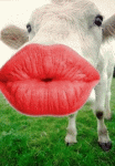 142.gif