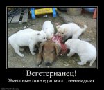 мясо.jpg