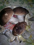 17082011558.jpg