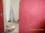 SAM_3081.JPG