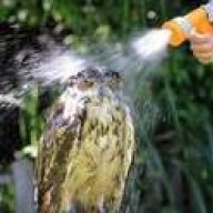 Честный Человек