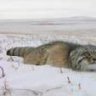 manul