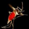 Aedes albopictus