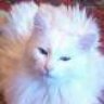 QuantumCat